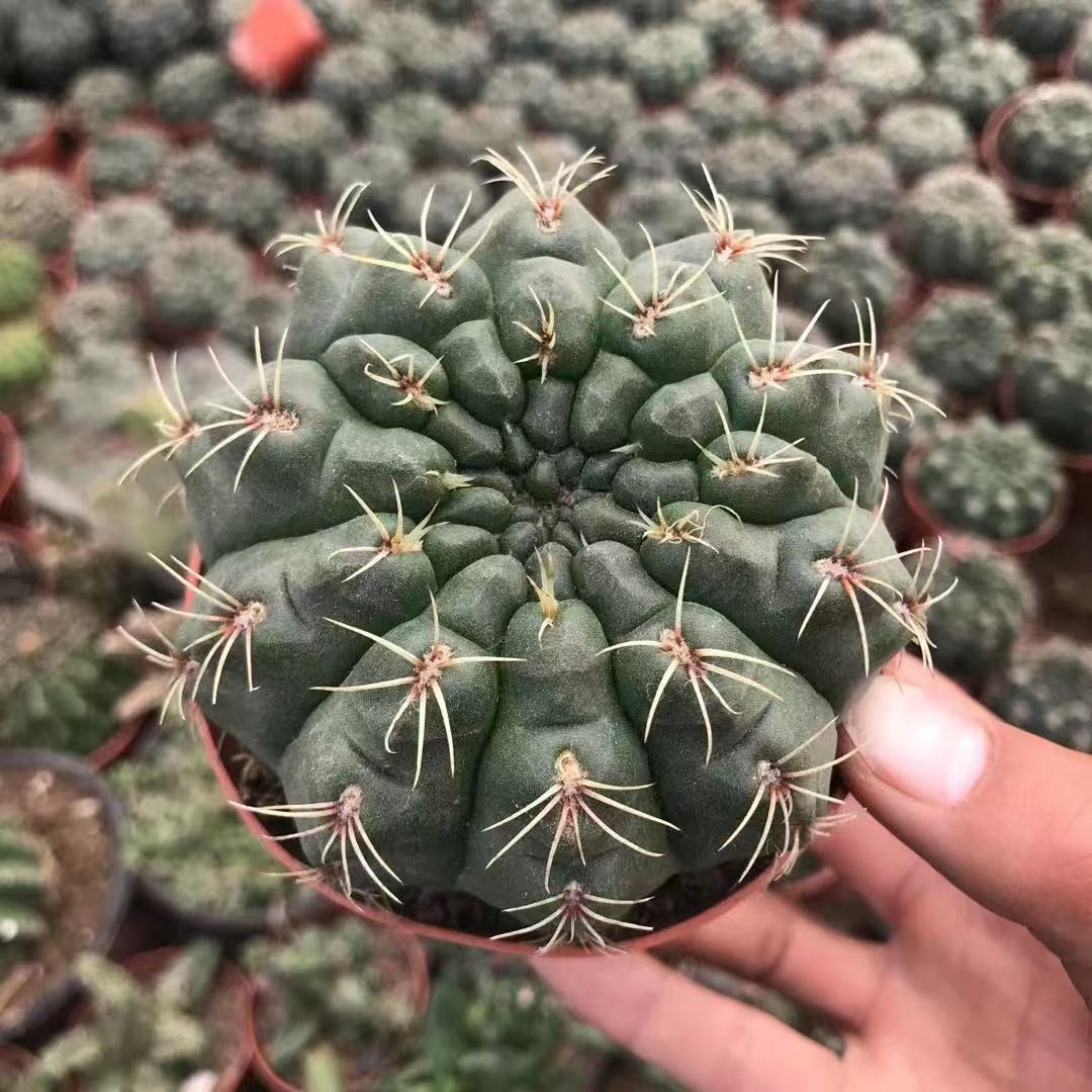 Gymnocalycium baldianum Dwarf Chin Cactus Live Succulent Plant Blooming Cactus