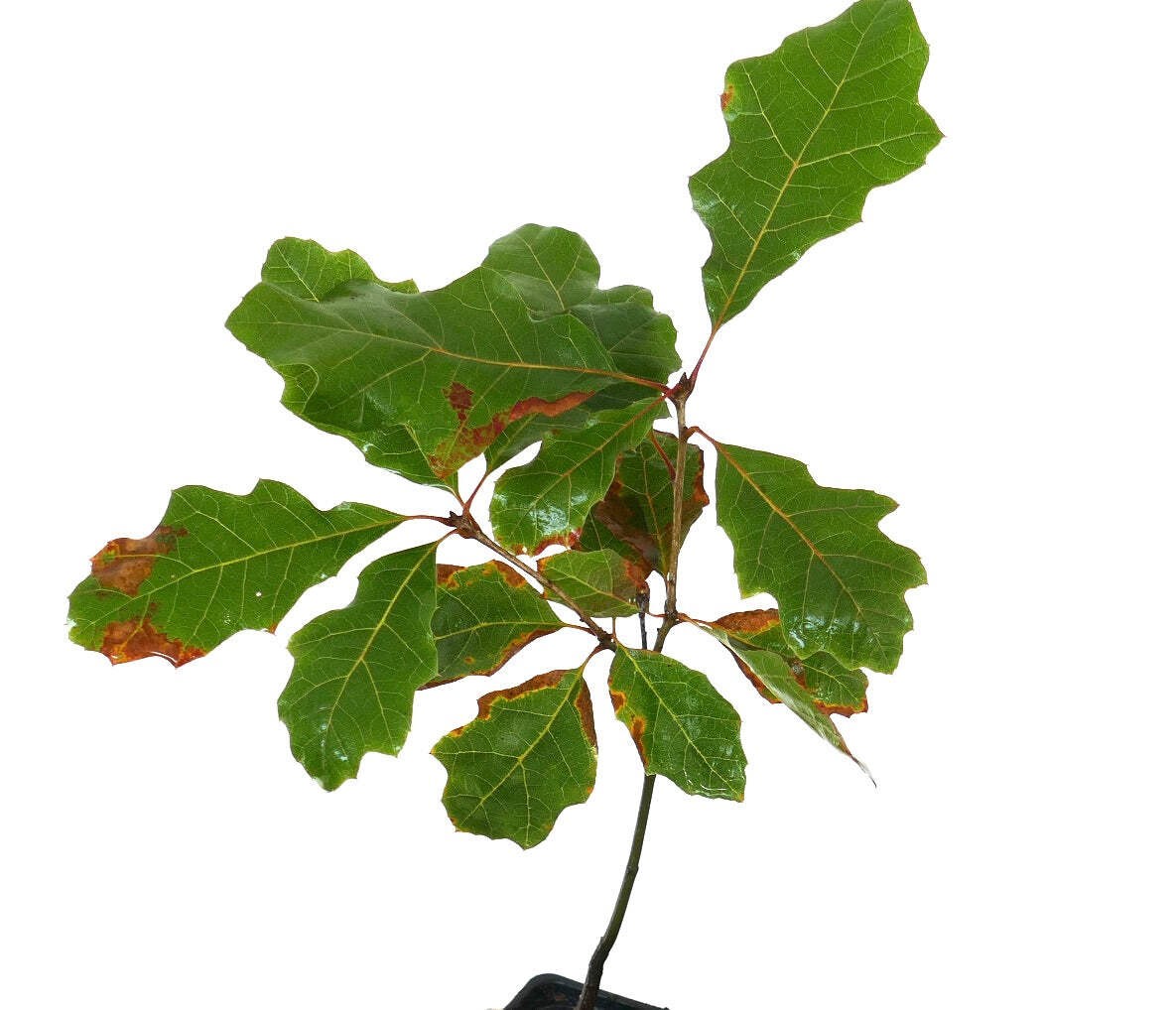 Quercus acerifolia 10-20cm | Maple-leaf oak | Shumard oak – Maple-leaf oak | Shu