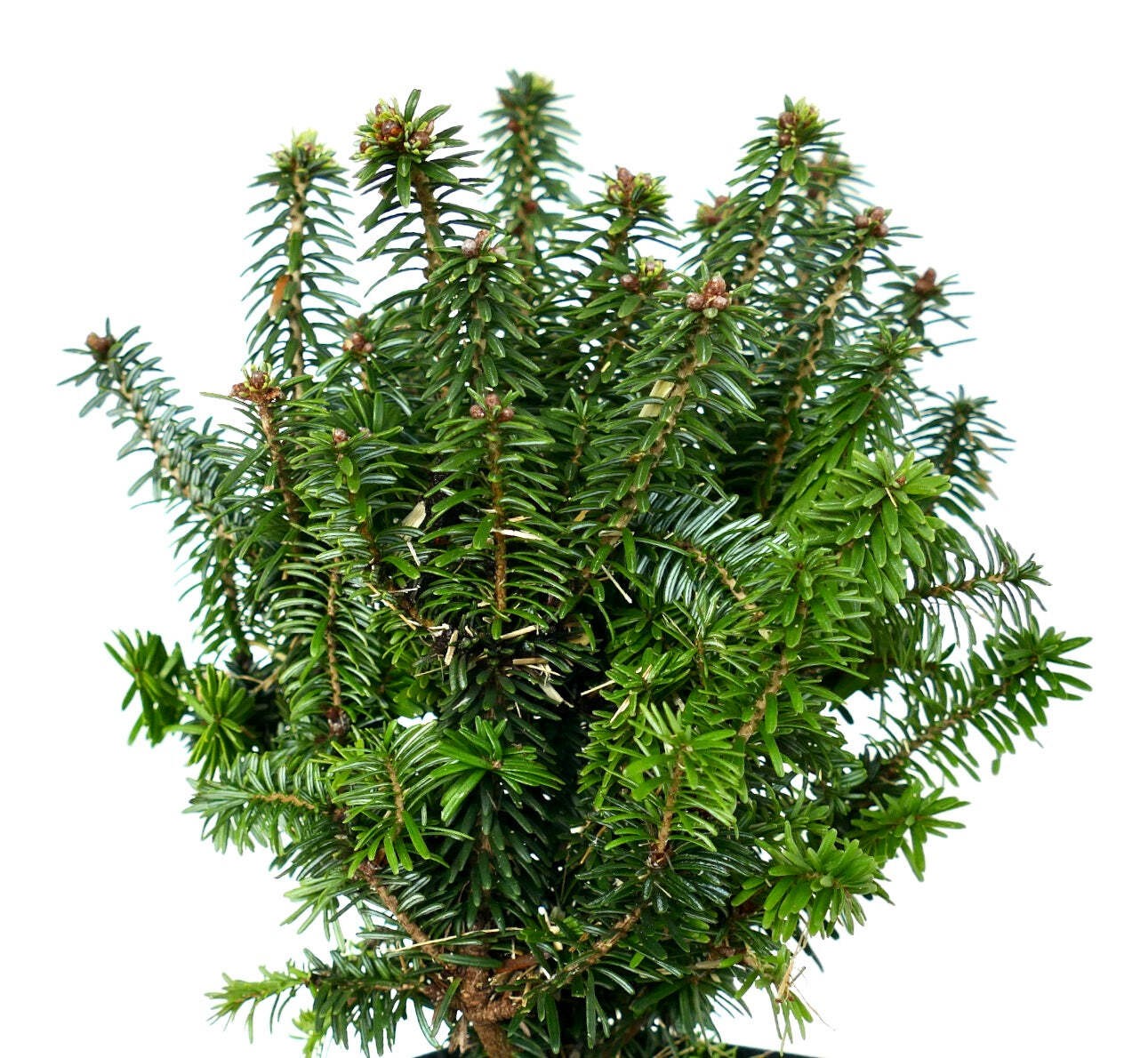Abies balsamea – balsam fir | Canada balsam | blister fir