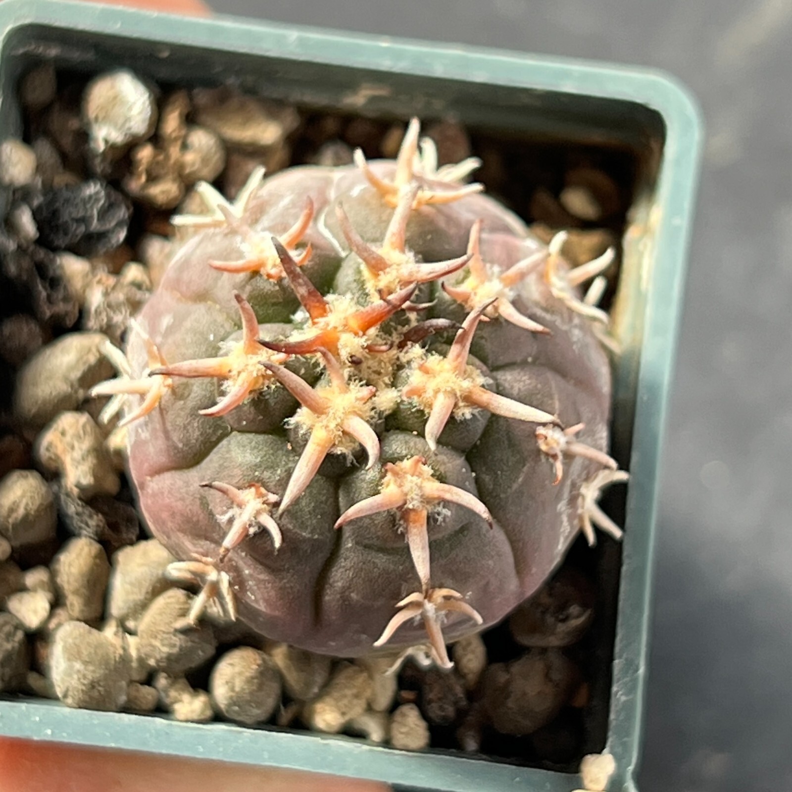 A1-1107. Gymnocalycium unguispinum SL-44b (Own roots)