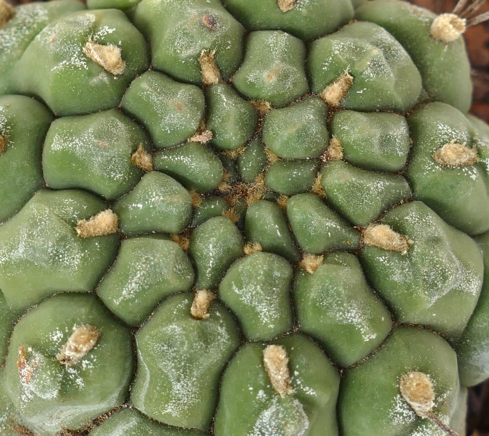 Gymnocalycium saglionis from NUDUM (BOTANICAL ARCHIVE) ex private AA1