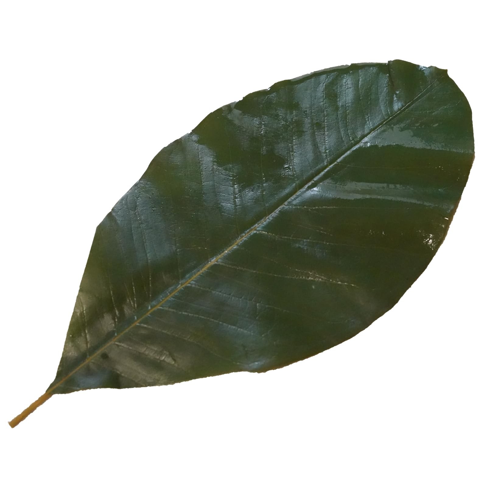 Green Leaves Real Leaves Houpoea Leaf Sushi Plate Decoration Dish Decoration …