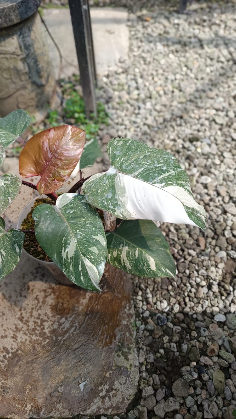 Real Picture Philodendron White Anderson Galaxy Marble Variegated Big Size