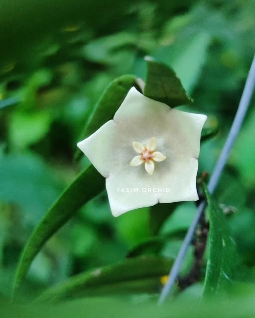 Hoya AFF Oligantha SP Papua Rare Tropical Wax Plant