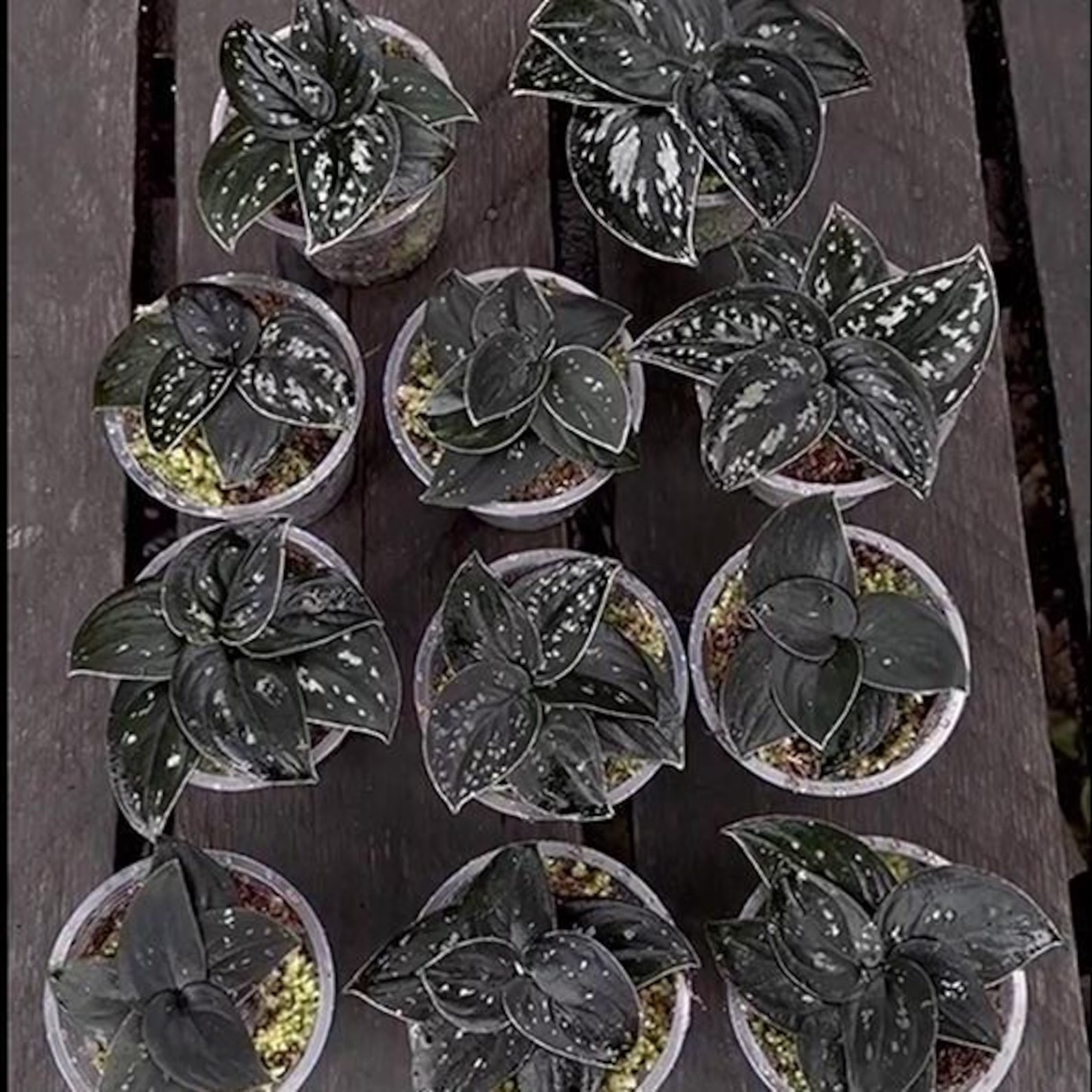 Real Picture Scindapsus Silver Dark Form Rare Plant