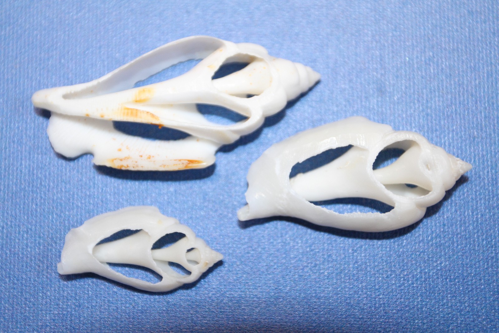20-URCEUS,White Center Cut Seashells,Beach Wedding Decor,Floral Supply,CS-107