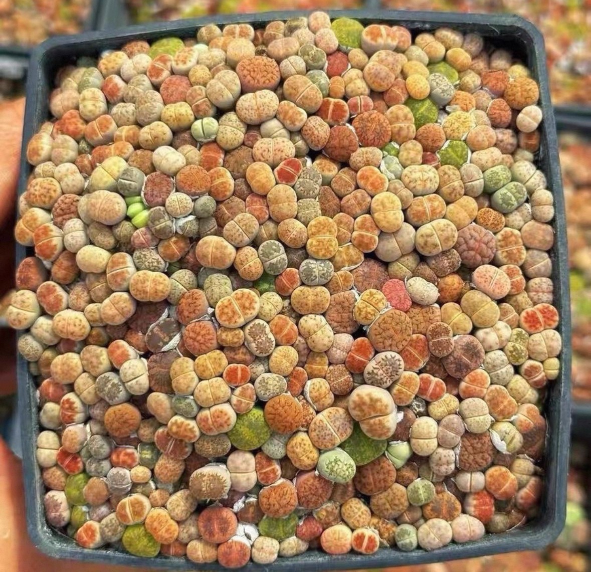5000PCS MIX SEEDSLITHOPS