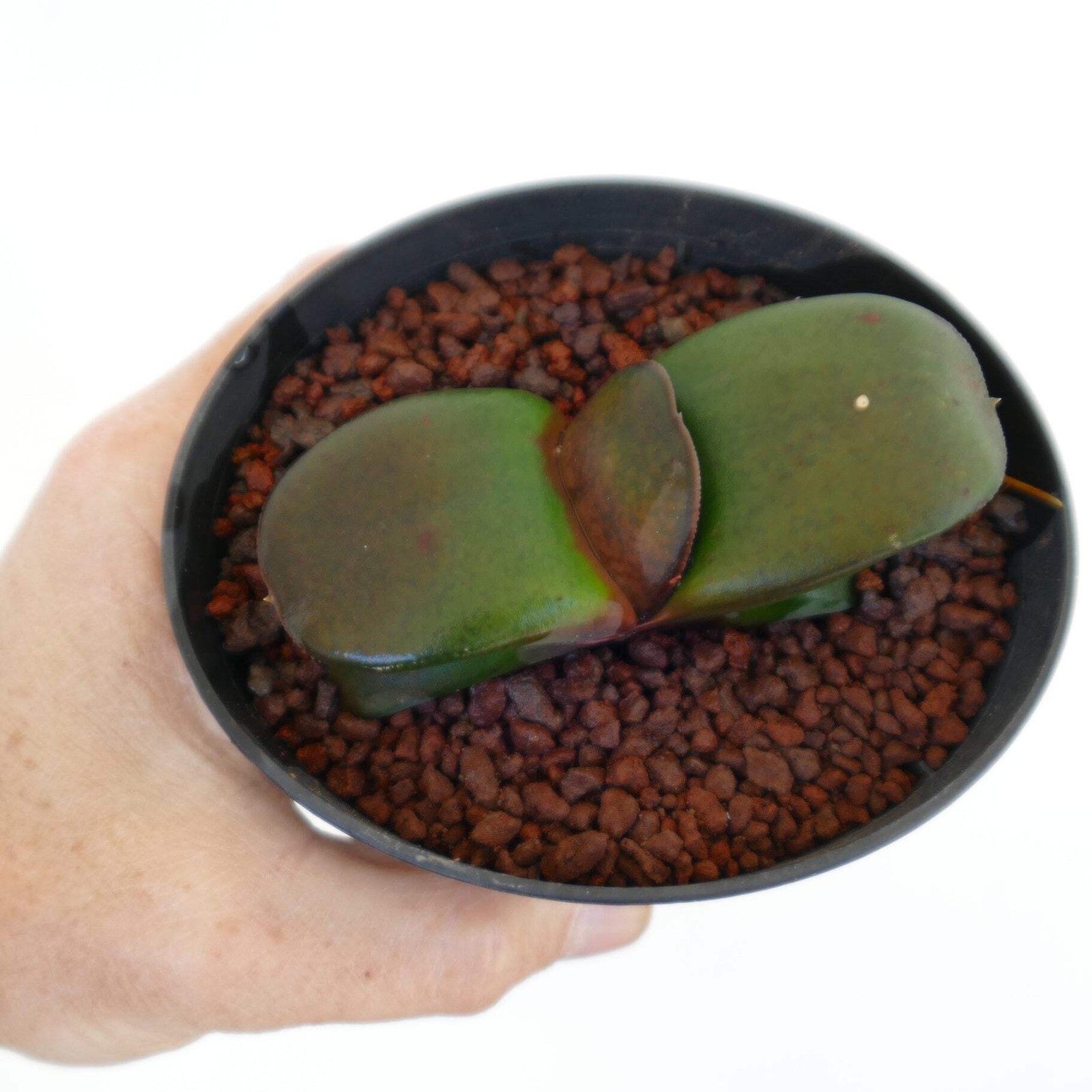 Gasteria pillansii cv 滑らか肌 SMOOTH LEAVES SELECTED – Namaqua gasteria | Pillans’s