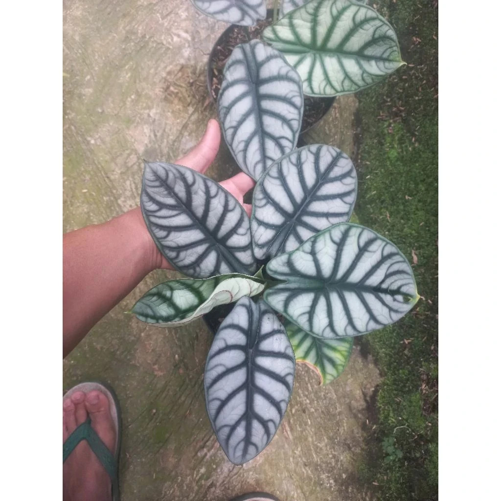 Alocasia Silver Dragon Rare Baginda Unique Live Tropical Plant PL106