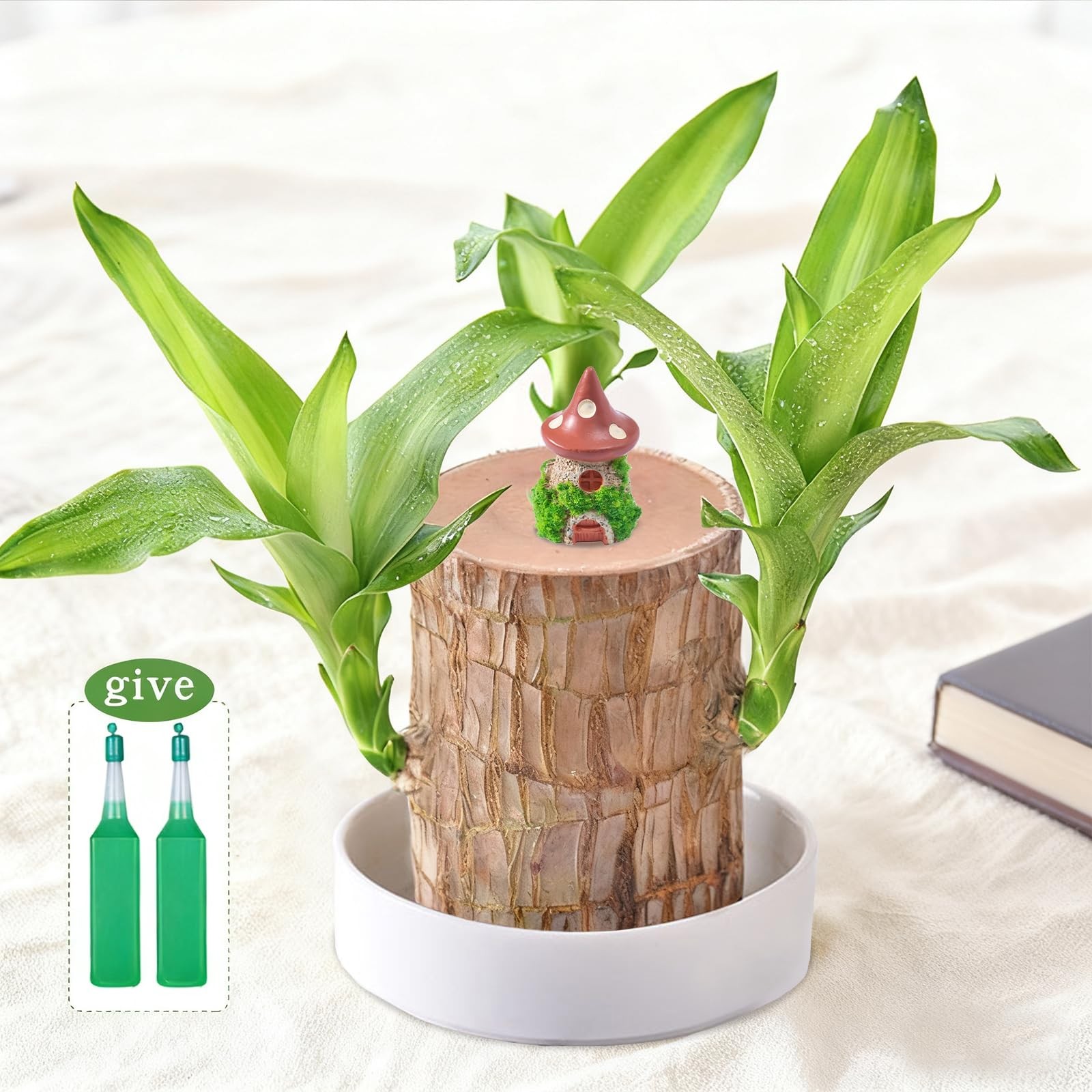 JJWYLTKB Brazilian Lucky Wood Plant,Fortune Brazil Potted Plant Brown