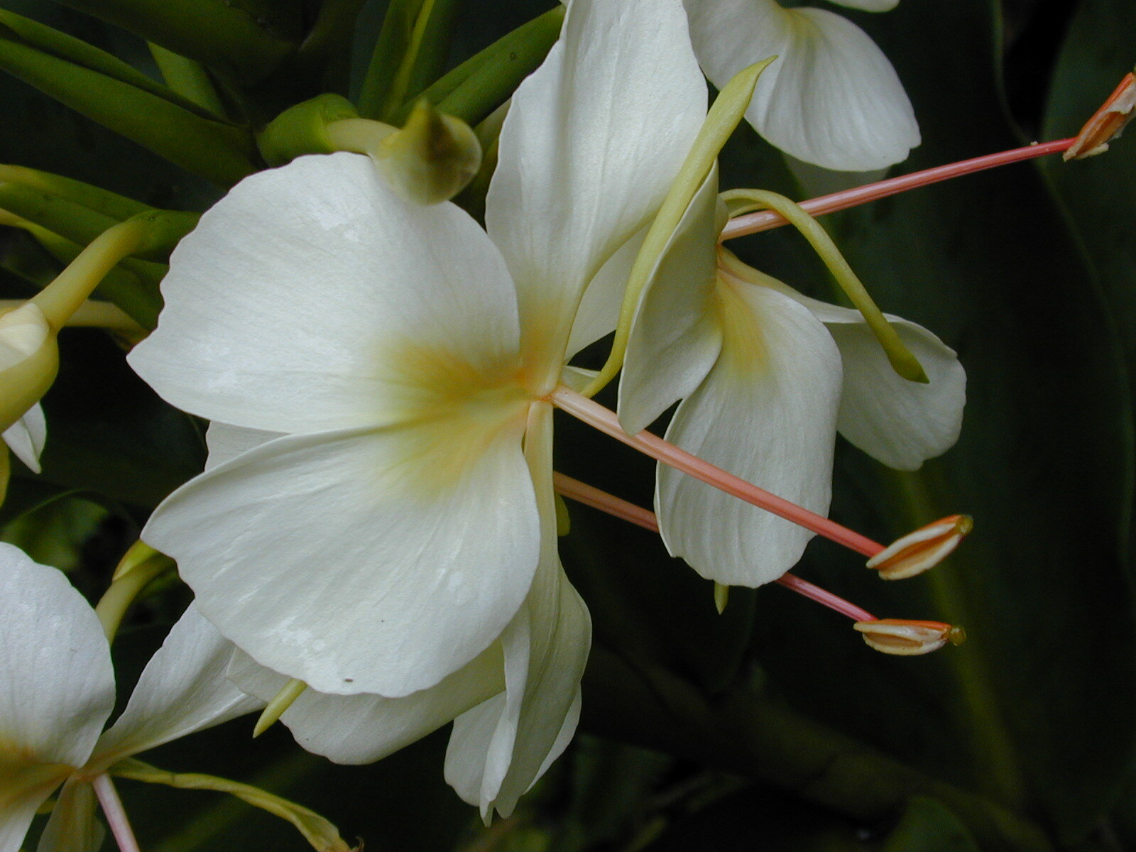 4 PACK HAWAIIAN TROPICAL WHITE GINGER PLANT BARE ROOT – Easy To Grow In/Outdoor