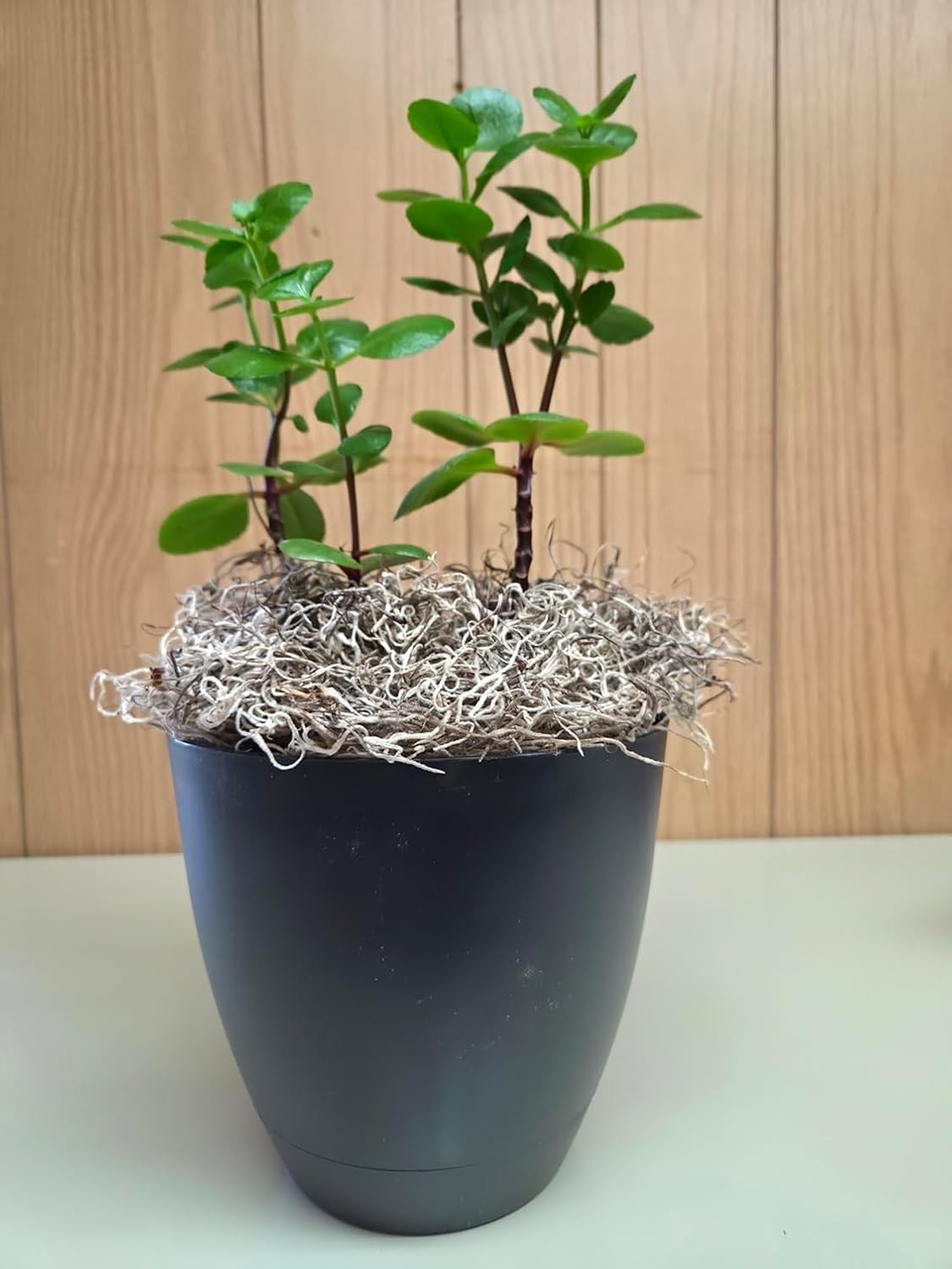 Natural Spanish Moss for Decor, Crafts & Plant Care