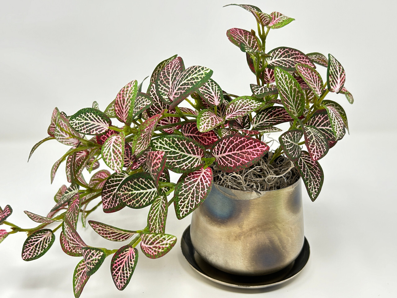 9″ Small Artificial PINK FITTONIA NERVE faux Silk plant in Silver Metal 3.5″ Pot