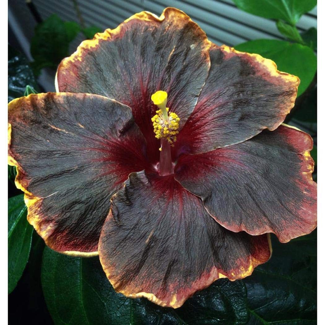 20PCS Rare Black Pink Purple Hibiscus Seeds”Black Rainbow” Giant Flower Tropi…