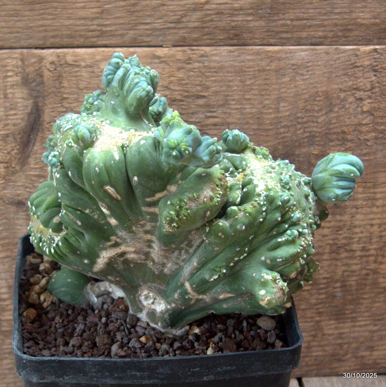 D7238 MYRTILLOCACTUS GEOMETRIZANS CRESTED pot14-H17-W19 cm MaMa Cactus
