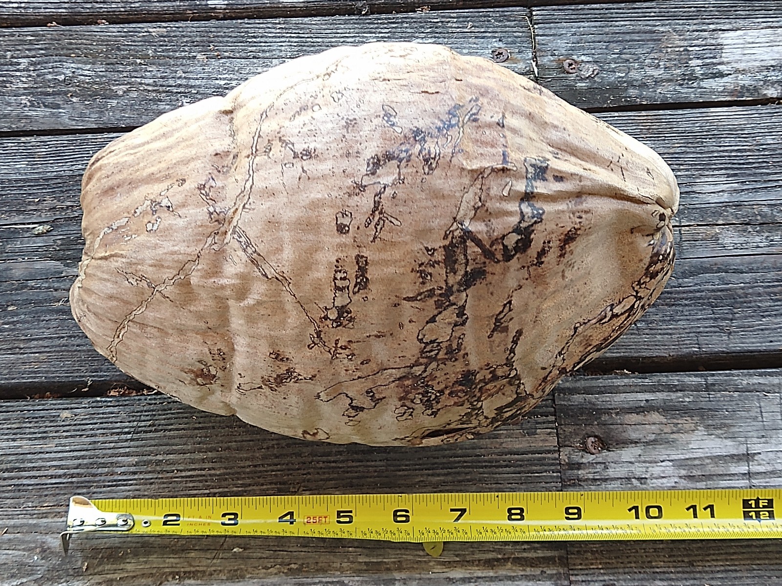 Huge 11″ Natural Dried Coconut Shell Whole Husk | XL Rustic Tiki Decor & Crafts