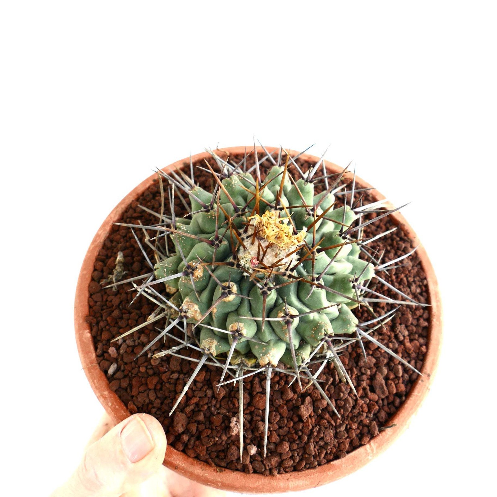 Thelocactus rinconensis OLD PLANT – Rincon cactus | Thelocactus