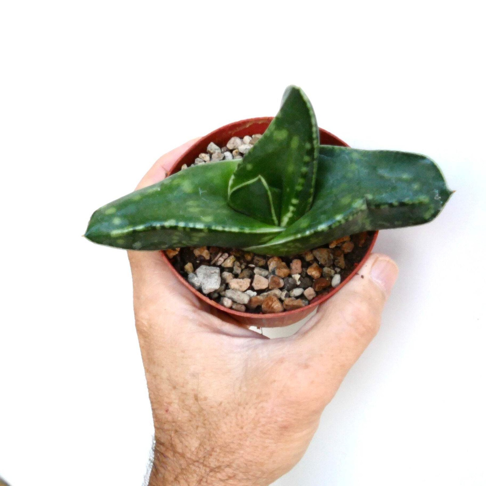 Gasteria armstrongii cv CORAL DREAM – Armstrong’s gasteria | Armstrong gasteria
