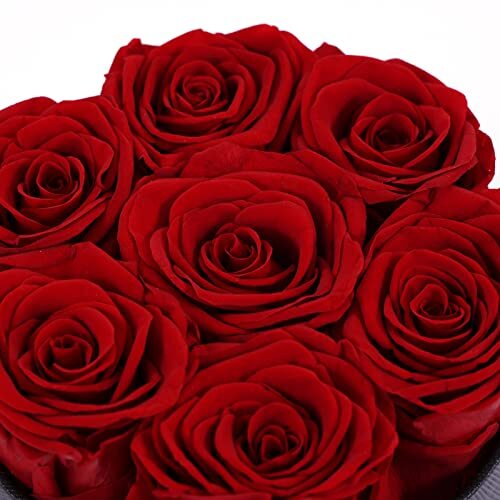 Preserved Roses Box Eternity Roses Long Lasting Roses Gifts for 7 Roses Red