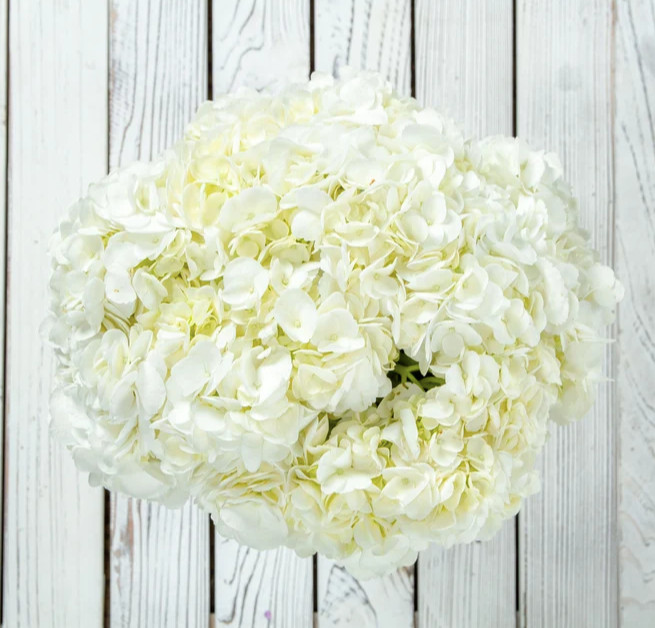 Fresh Cut Hydrangea White 10 Stems – Premium Quality Flowers Head sz 7.6-8.5 in