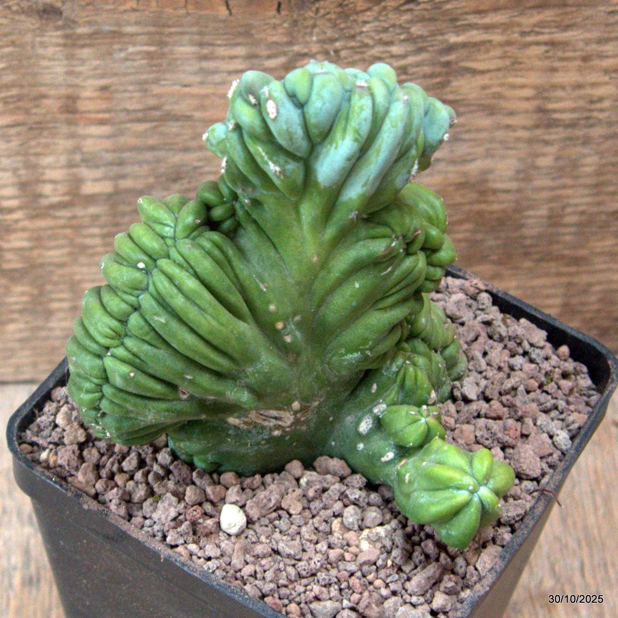 D7225 MYRTILLOCACTUS GEOMETRIZANS CRESTED pot10-H12-W10 cm MaMa Cactus