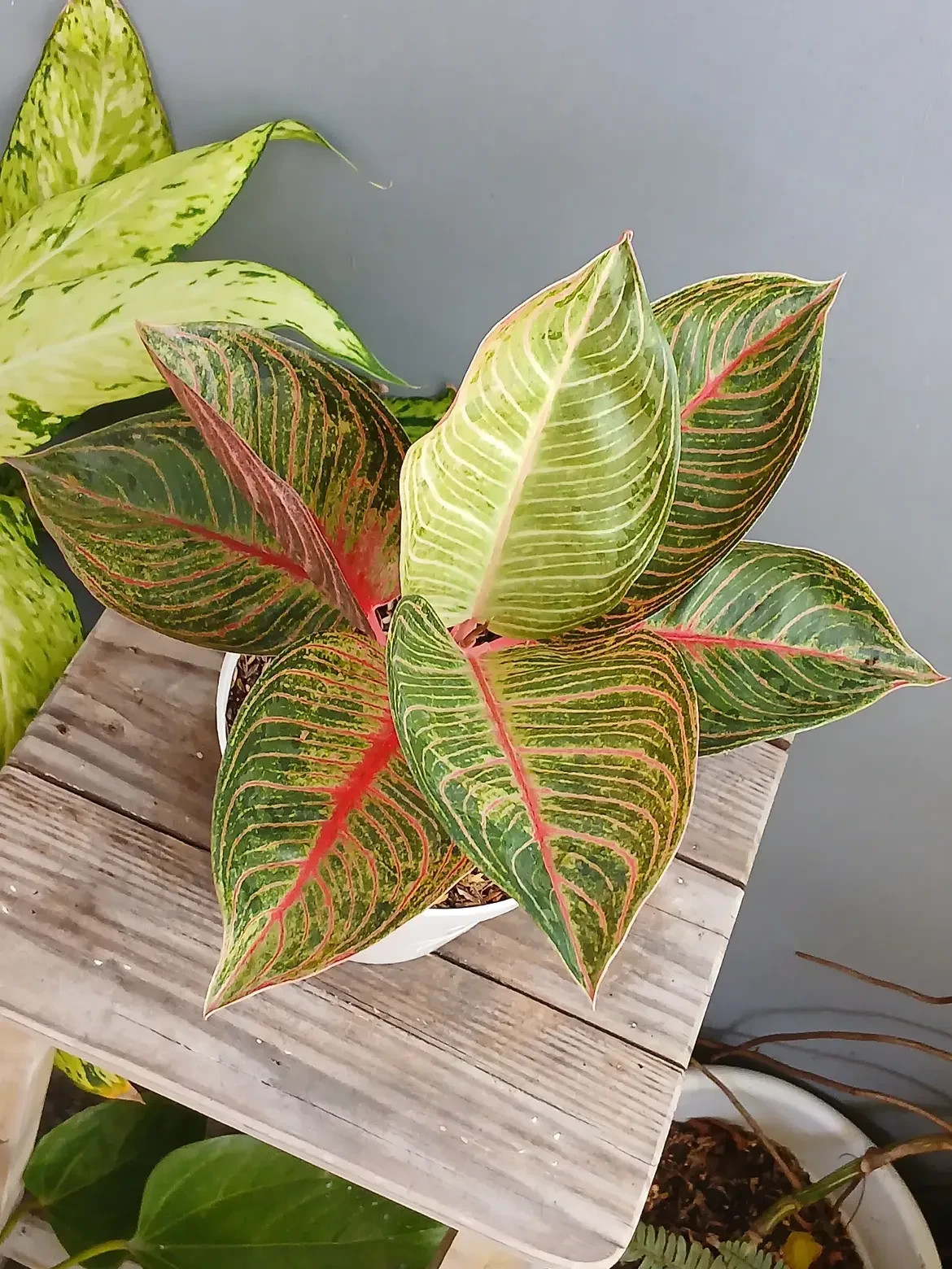 Aglaonema Golden Kresna Large Size Real Picture
