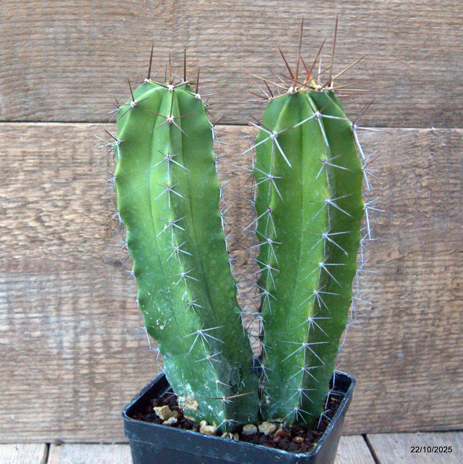 D7096 POLASKIA CHENDE pot10-H20-W13 cm MaMa Cactus