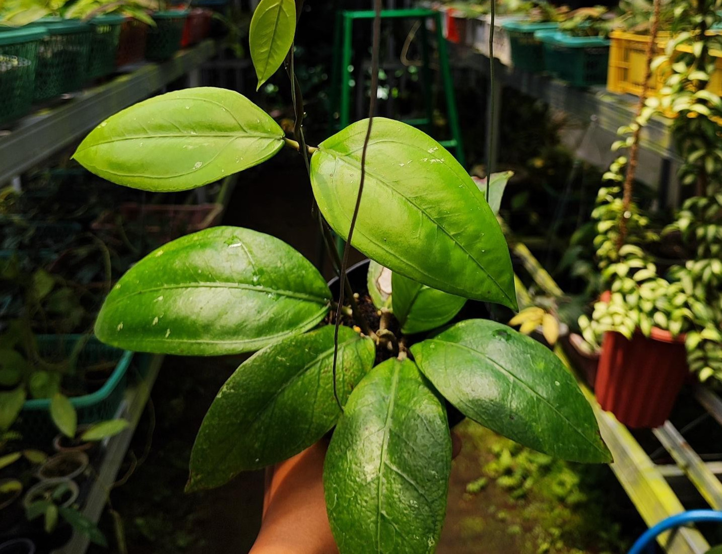 Hoya Sp Aceh Gomas Rare Plant
