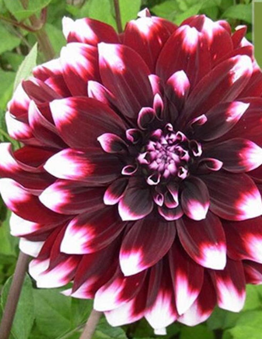(10) DAHLIA SEEDS rare exotic flower blossom garden plant USA SELLER W/TRACK