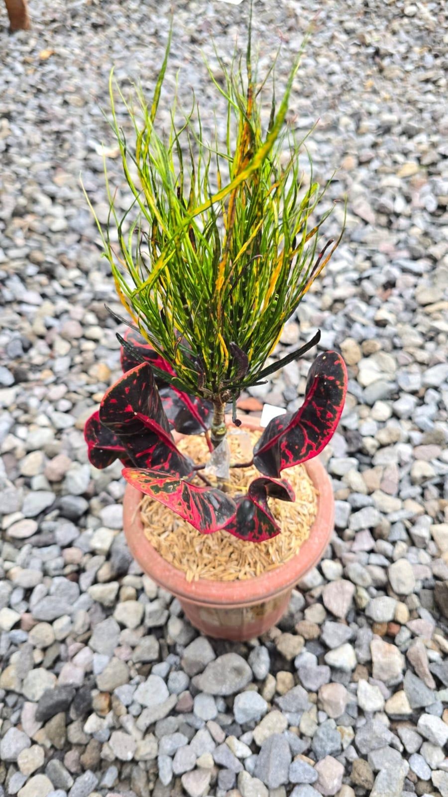 Real Picture Codiaeum Variegatum Croton Picasso Paint Brush