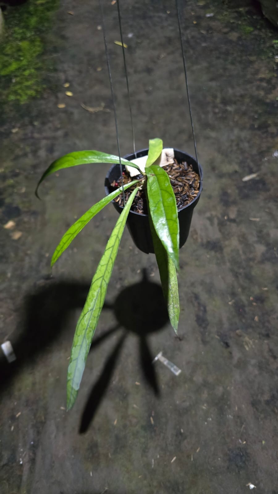 Hoya Aff. Callistophylla ‘Jungle Spear’ Sp Mallinau