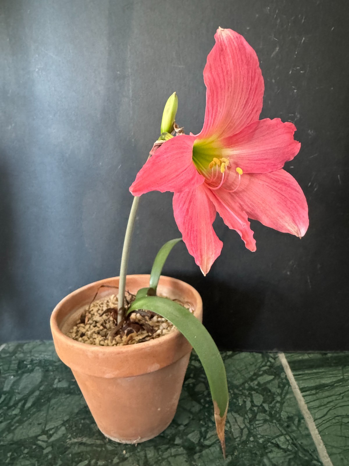 Hippeastrum traubii “Picota” + offset – extremely rare bulb 1.5 cm