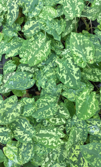 Alocasia Hilo Beauty Elephant Ears Plug | Caladium Indoor & Outdoor House Plant