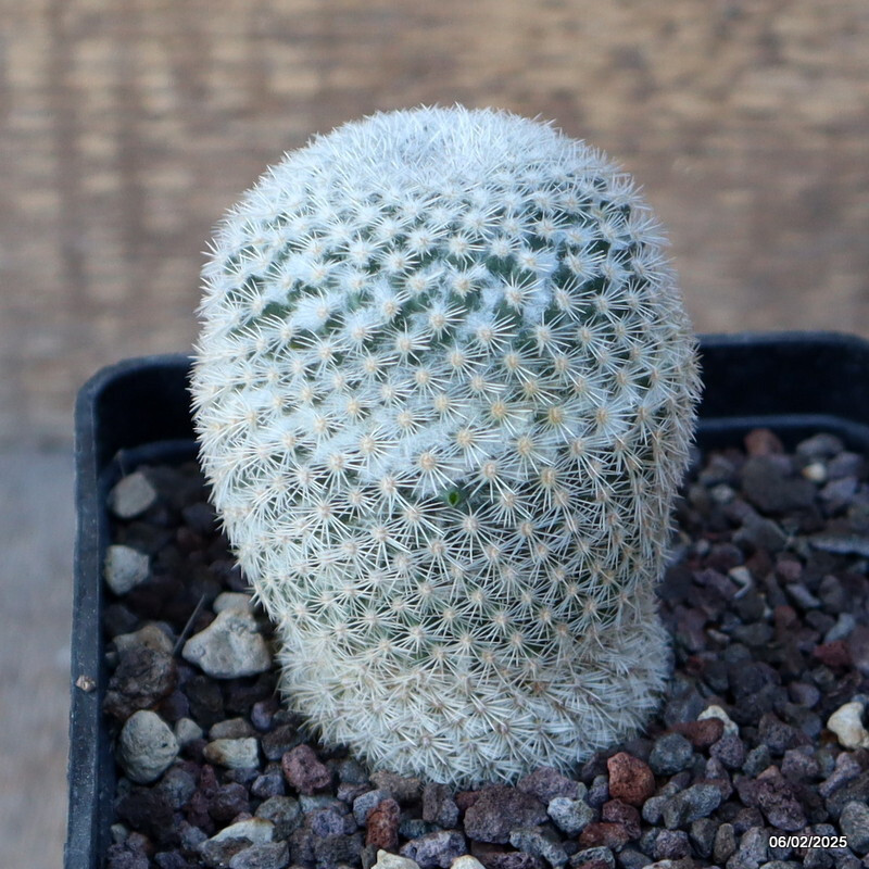 A2187 MAMMILLARIA PERBELLA pot10-H8-W6 cm MaMa Cactus