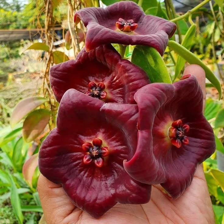 Real Picture Hoya Gigas Lush Leaves Rare Plant