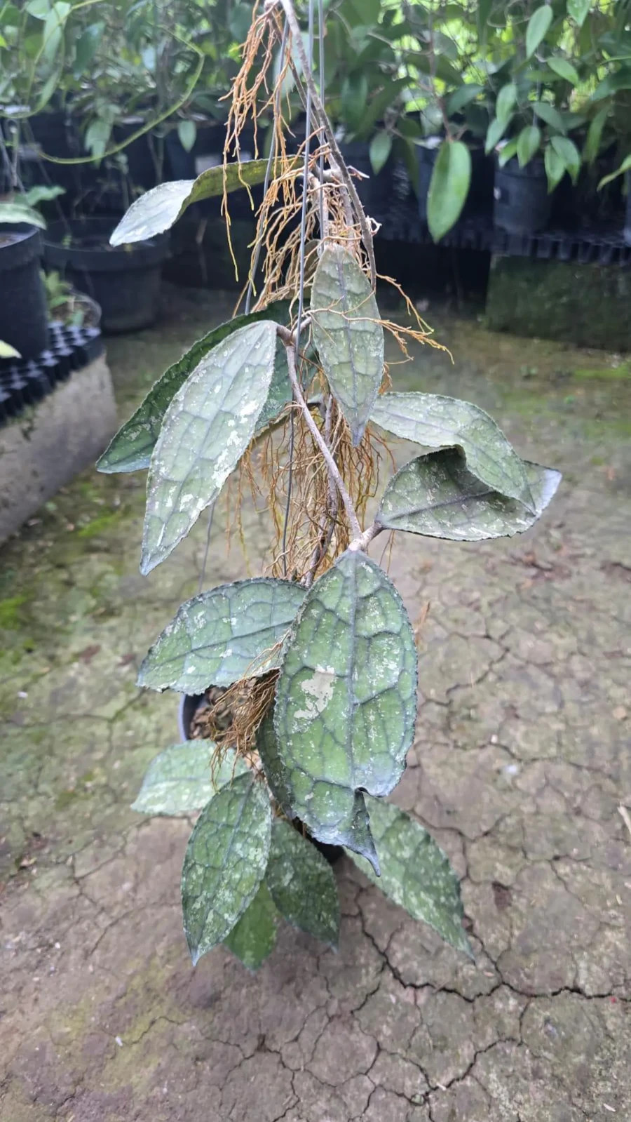 Real Picture Hoya Clemensiorum Crocodile Splash Lush Leaves