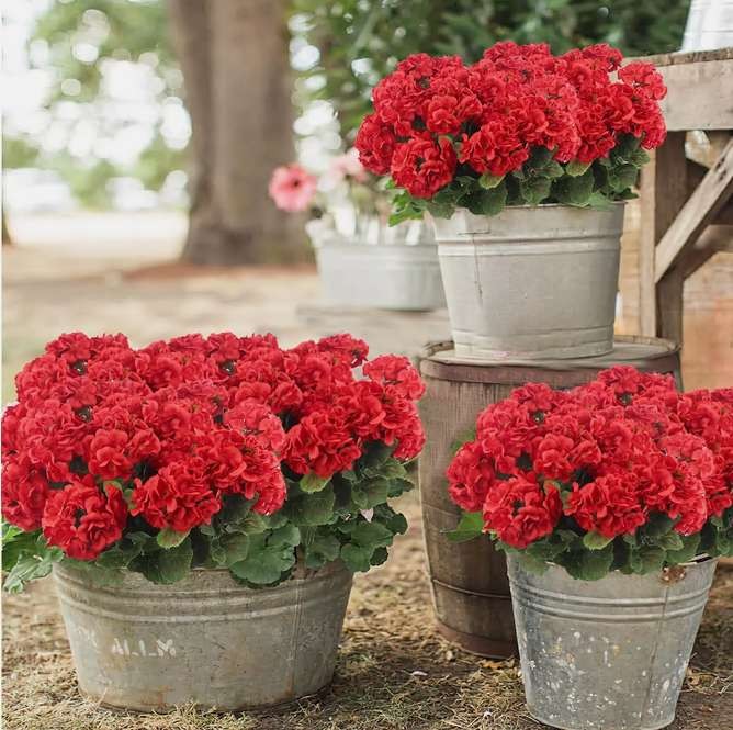 Artificial Geraniums Flower Bouquet Silk Geraniums Bushes UV Resistant Outdoor