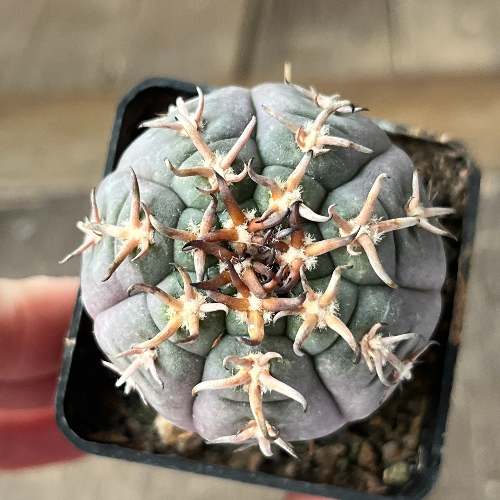 A36-3004 Gymnocalycium unguispinum SL44b, grafted