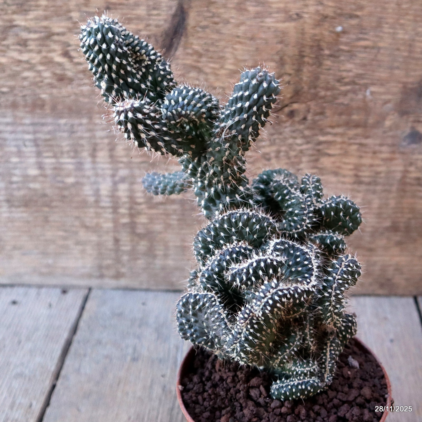 D7583 OPUNTIA FULGIDA CRESTED pot10-H20-W14 cm MaMa Cactus