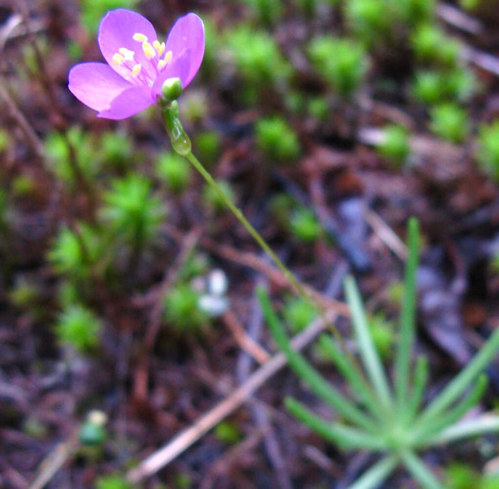 Talinum teretifolium SEEDS – Fameflower | Roundleaf fameflower