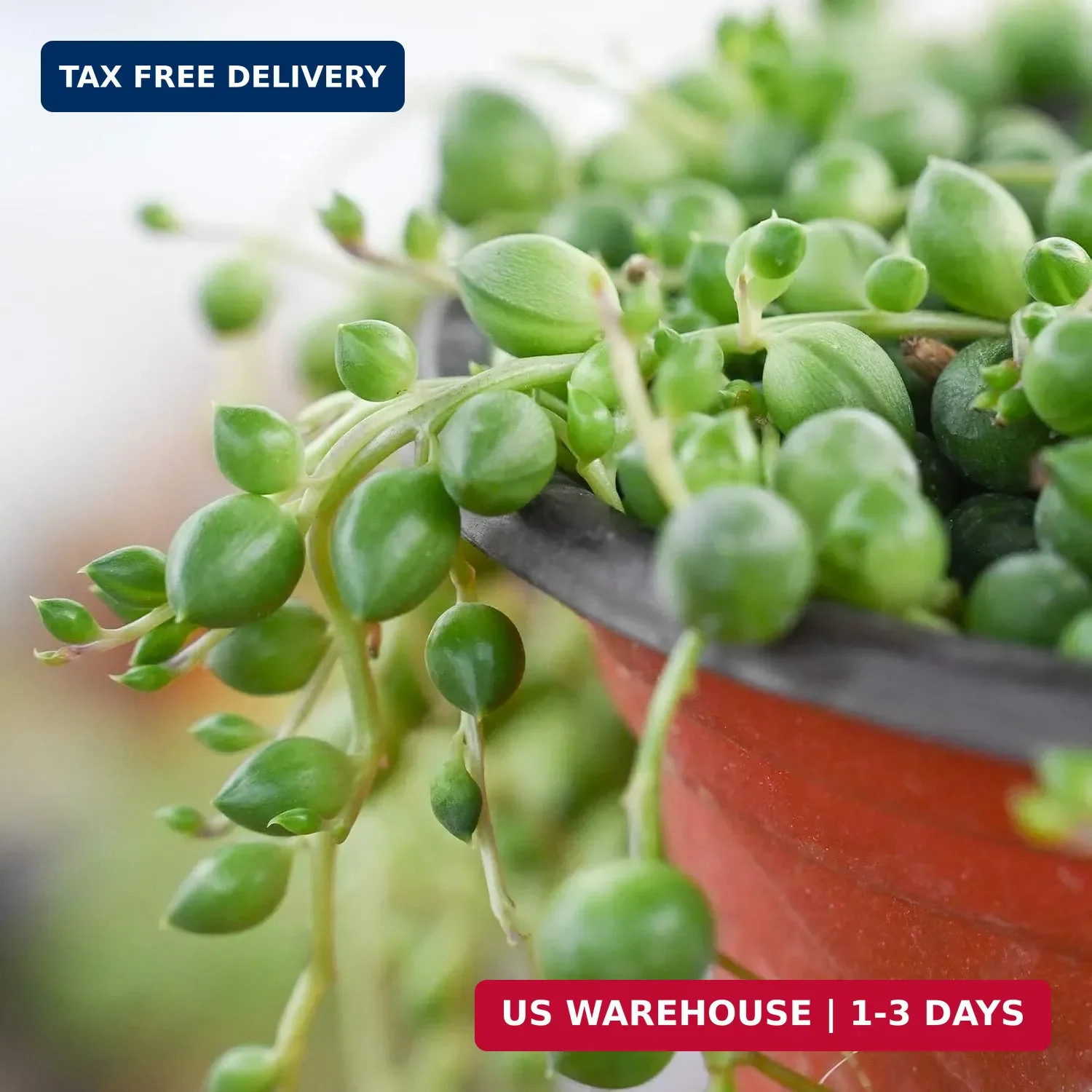 Sprout N Green 4″ String of Pearls, Live Trailing Succulent Fully Rooted in Pots
