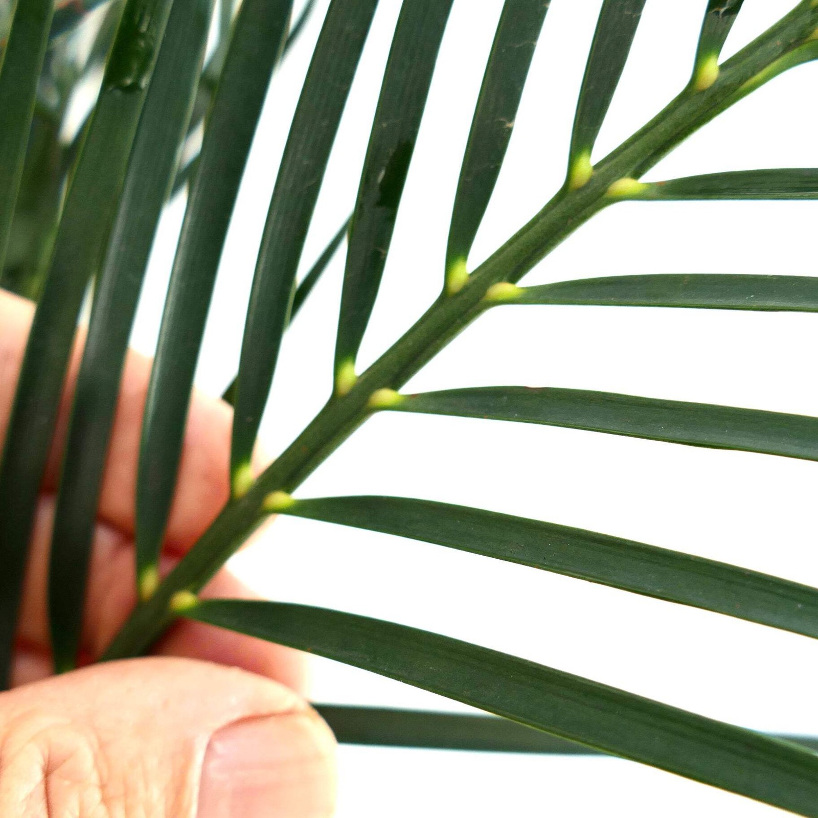 Macrozamia mountperriensis (Mount Perry, Quuensland, AUSTRALIA) – Mount Perry cy
