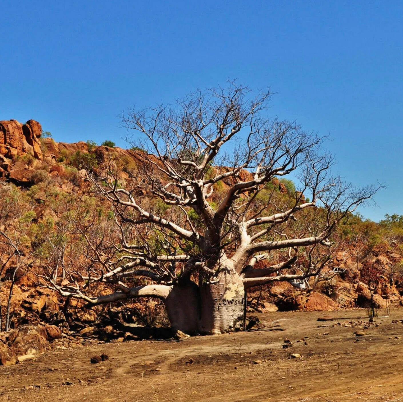Adansonia gregorii SEEDS – Boab | Australian baobab