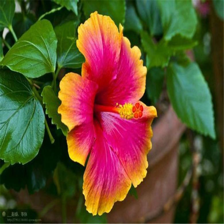 (10) HIBISCUS SEEDS perennial flower garden bed bush plant USA SELLER W/TRACK