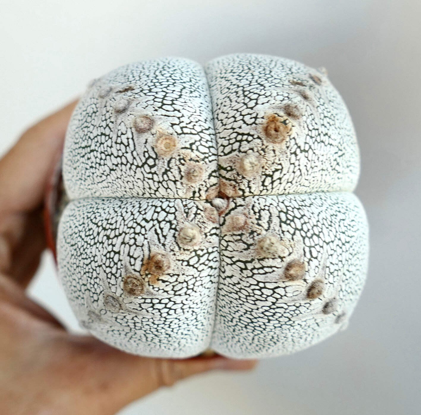 Astrophytum cv ONZUKA QUADRICOSTATUM WHITE – Bishop’s cap | Star cactus