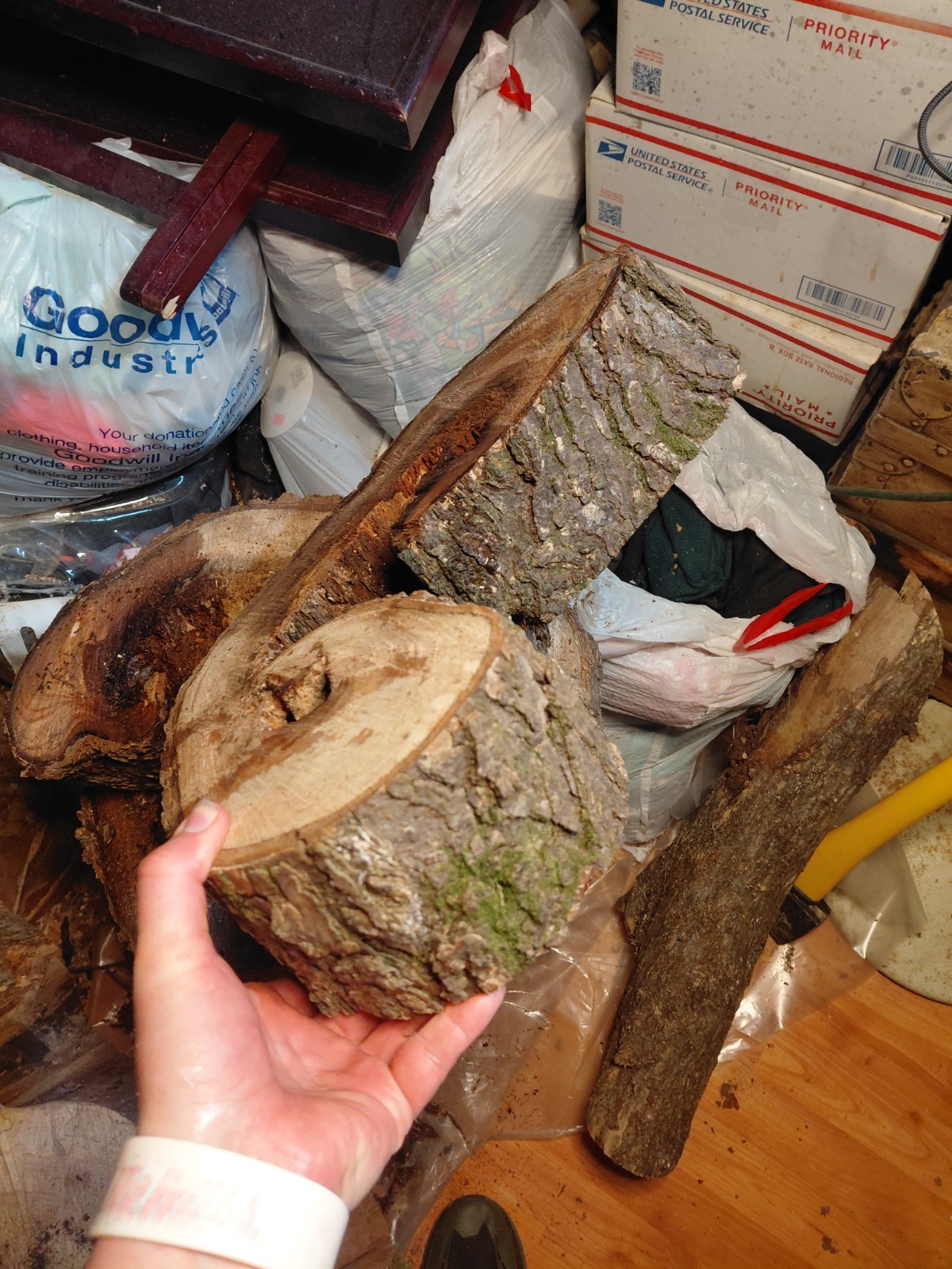 Cross Section Hollow Center Curved Tree Trunk Cutting 16- 1/2″ X 14″ X 4″