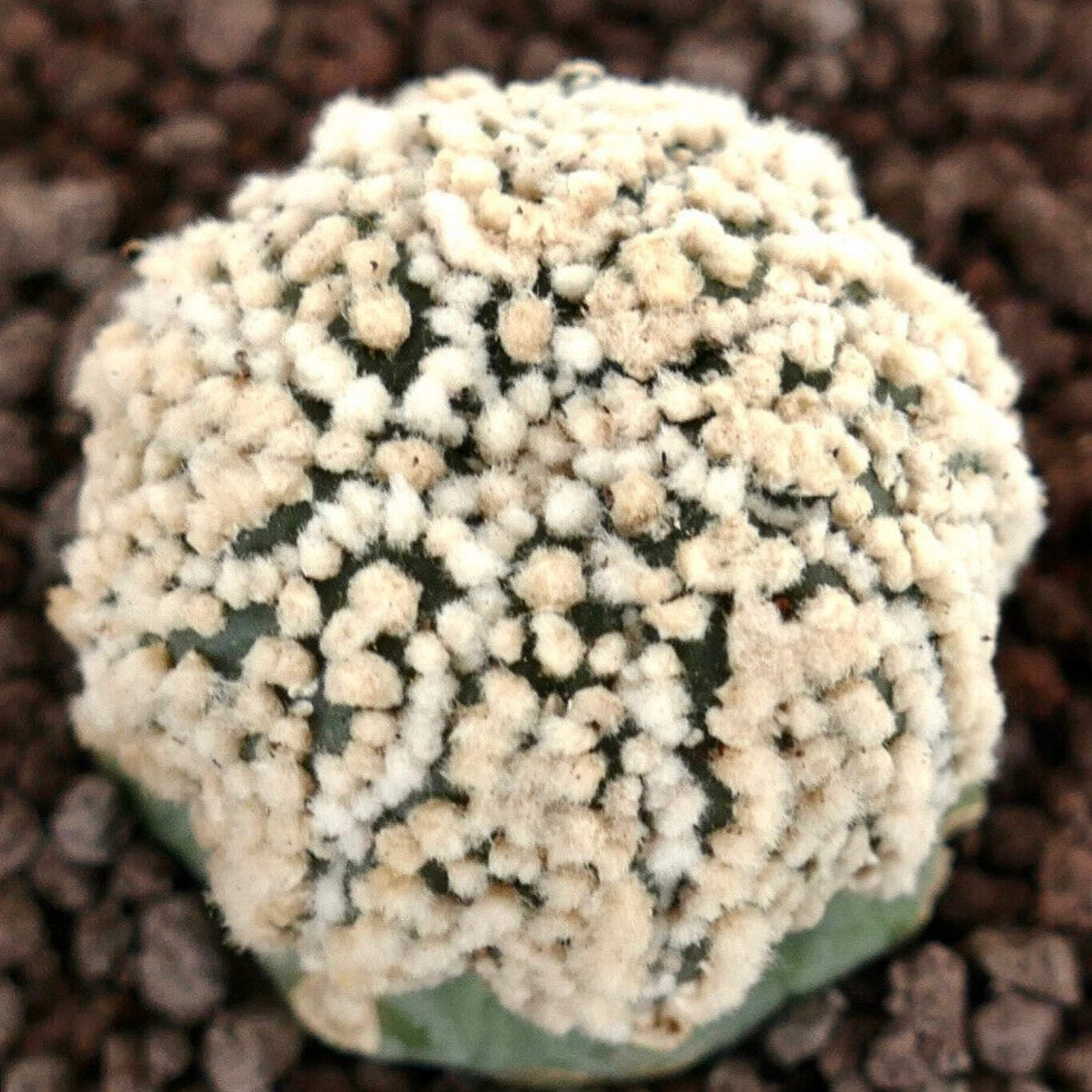 Astrophytum asterias cv HANAZONO 085B 10 SEEDS – Sand dollar cactus | Star cactu