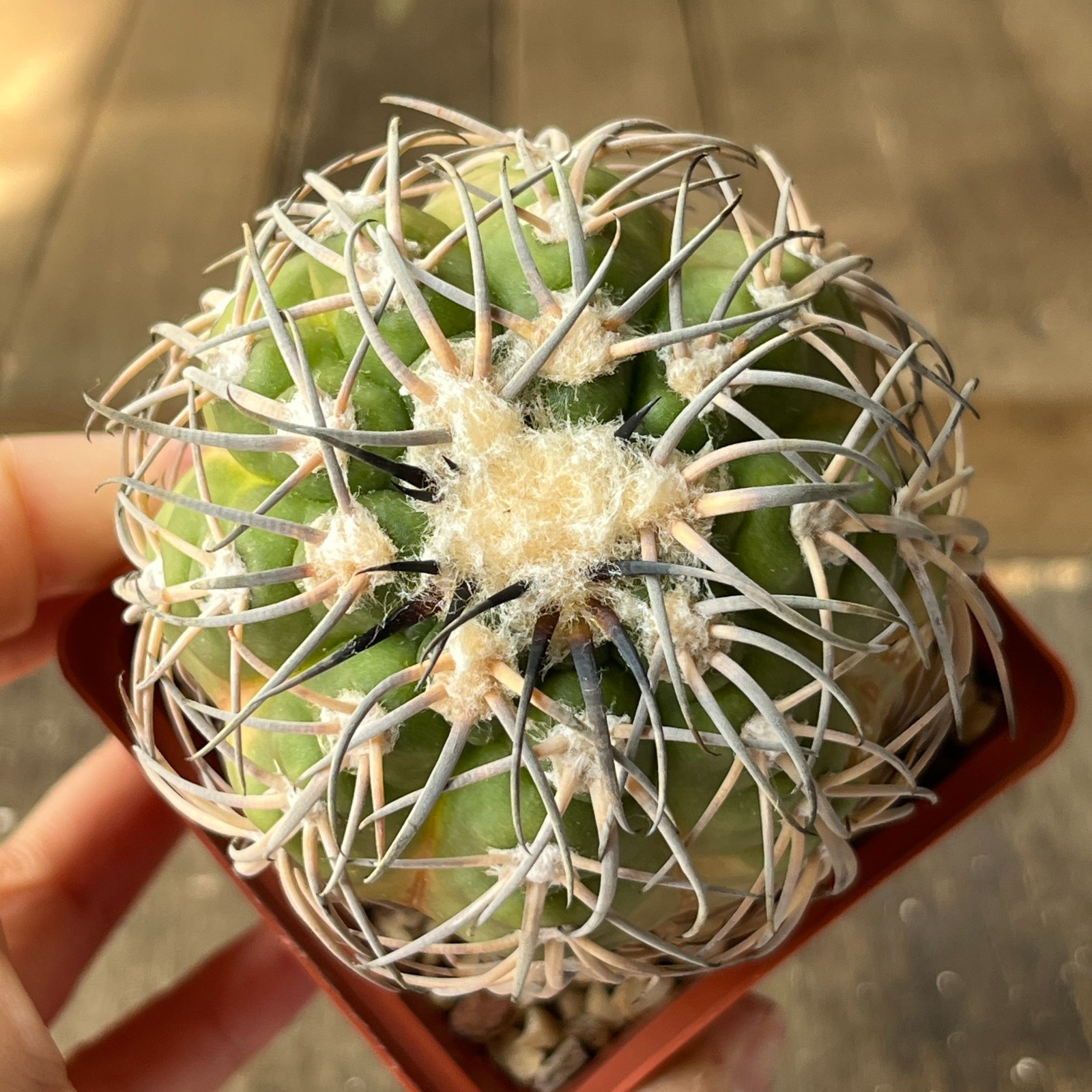 A40-2024 Gymnocalycium spegazzinii ssp. mayor, KP247, Camina San Carlos, grafted