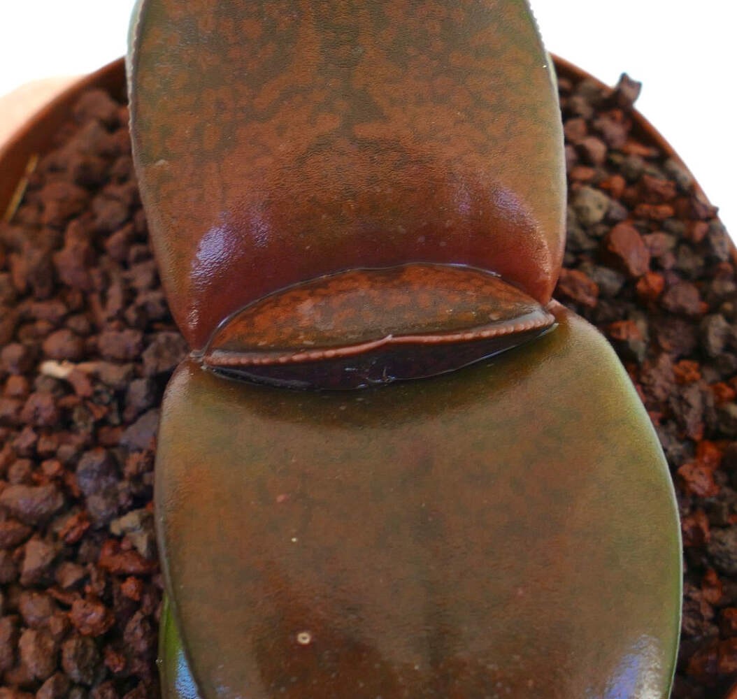 Gasteria pillansii cv 滑らか肌 BROWN-RED FORM – Namaqua gasteria | Pillans’ gasteria