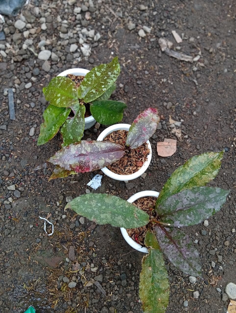 Real Picture Hoya Undulata Red Splash